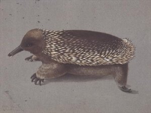 Échidné épineux, 19ème siècle - William Buelow Gould